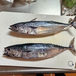 ヒラソウダ