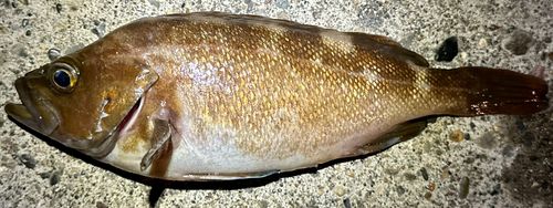 エゾメバルの釣果
