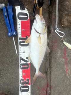 ショゴの釣果