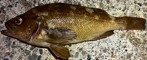 エゾメバルの釣果