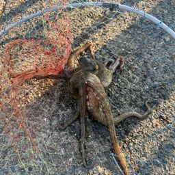クロダイ