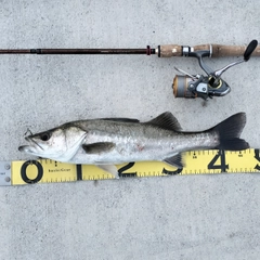シーバスの釣果