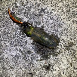 アオリイカ