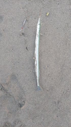 ダツの釣果