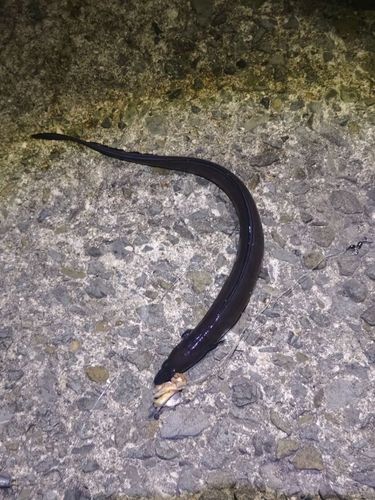 アナゴの釣果