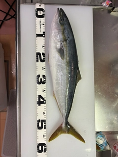 イナダの釣果