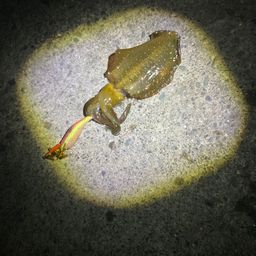 アオリイカ