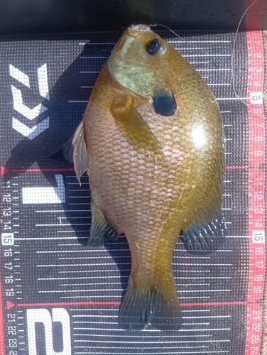 ブルーギルの釣果
