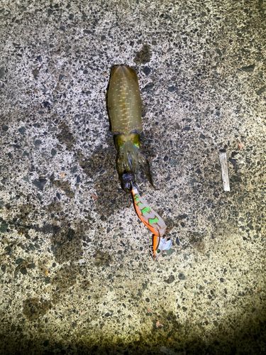 菅浜漁港