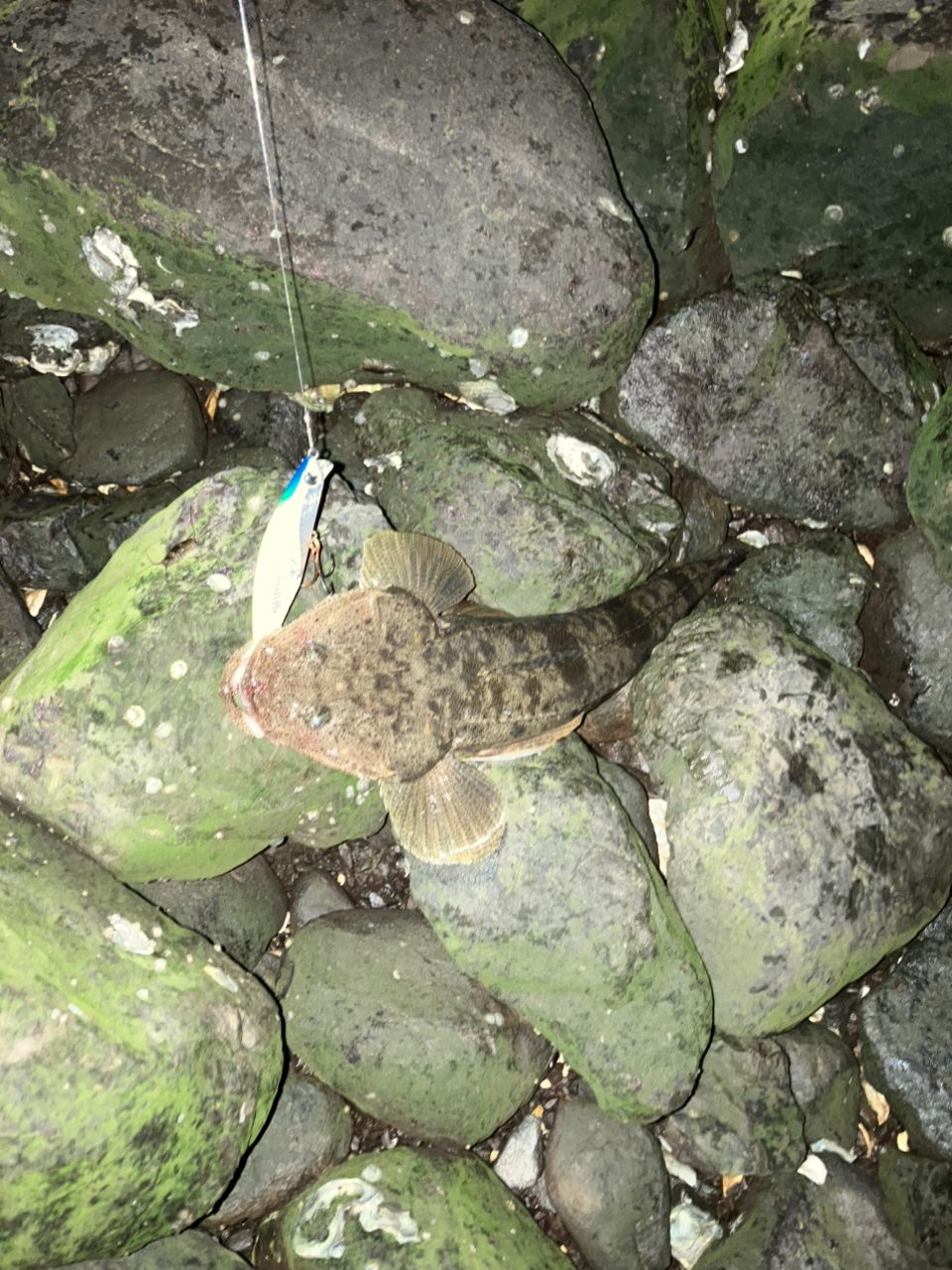 マゴチ