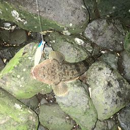 マゴチ