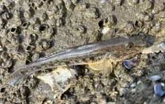 マハゼの釣果