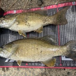 スモールマウスバス