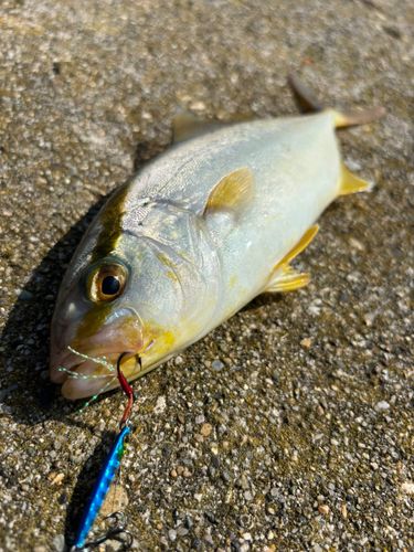 ショゴの釣果