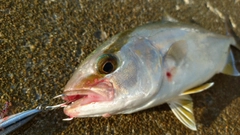 ネリゴの釣果