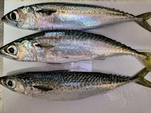 サバの釣果