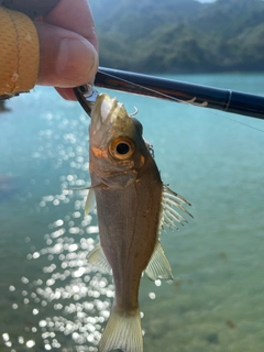 セイゴ（ヒラスズキ）の釣果