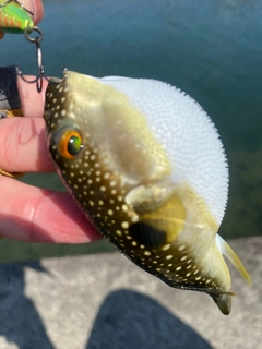 セイゴ（ヒラスズキ）の釣果