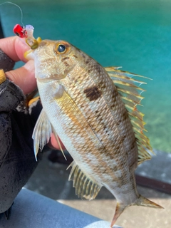 イトフエフキの釣果