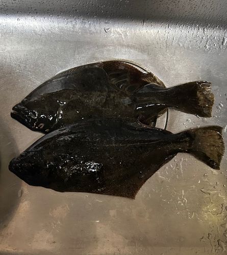 ソゲの釣果