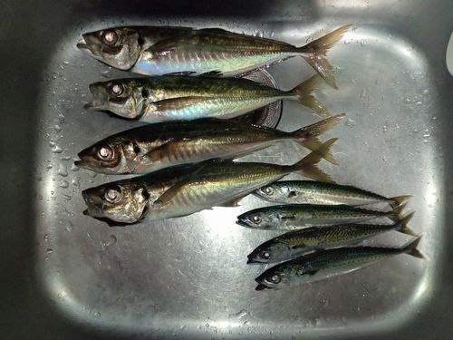 相模湾