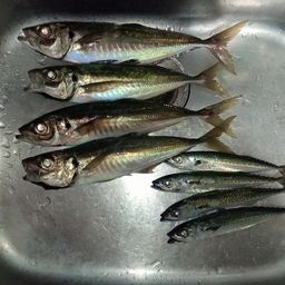 アジ
