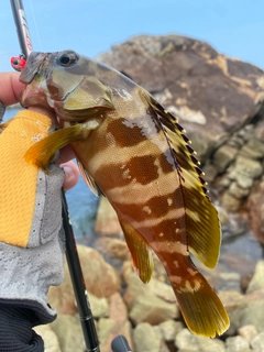 アカハタの釣果