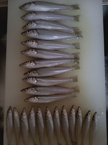 シロギスの釣果