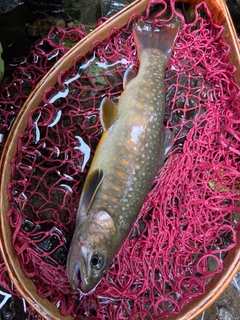 イワナの釣果