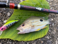 クロホシフエダイの釣果