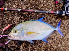 カスミアジの釣果