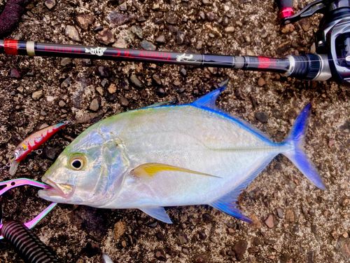 カスミアジの釣果