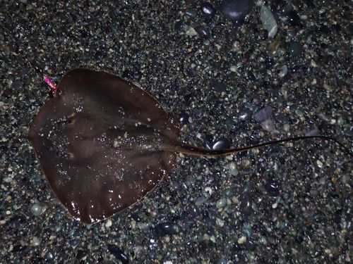 アカエイの釣果