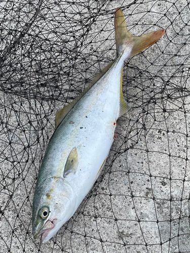 イナダの釣果