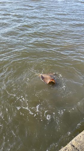 エイの釣果