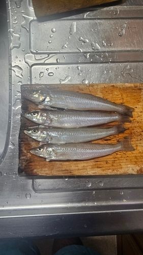 館山湾