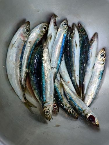 大磯海岸