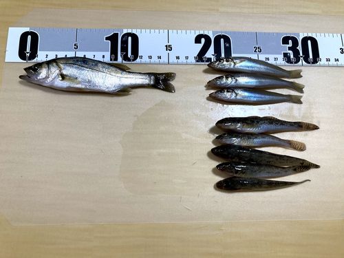 セイゴ（マルスズキ）