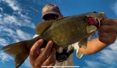 スモールマウスバスの釣果