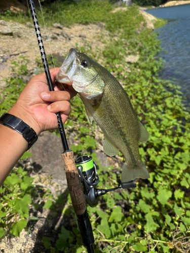 ラージマウスバスの釣果