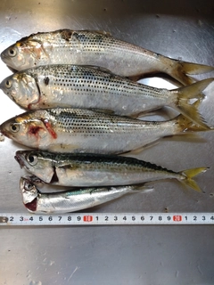 コノシロの釣果