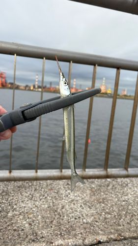 サヨリの釣果