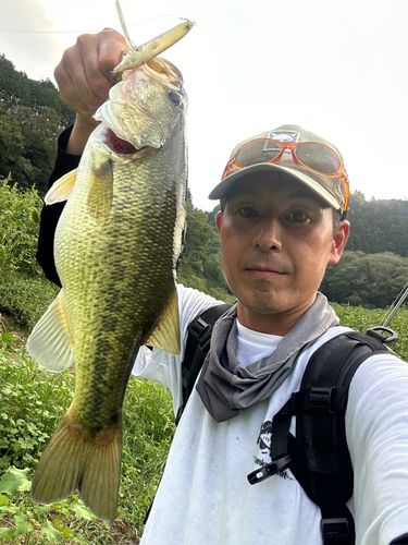 ラージマウスバスの釣果