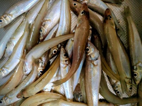 キスの釣果