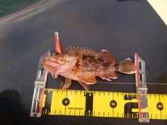 アラカブの釣果