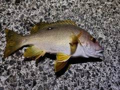シブダイの釣果