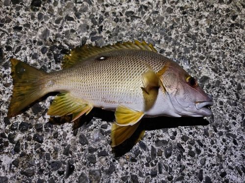 シブダイの釣果