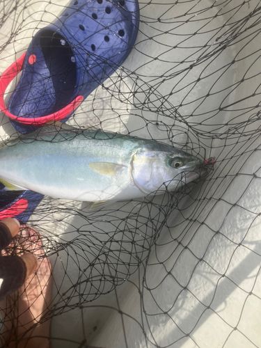 イナダの釣果