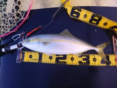 ヤズの釣果