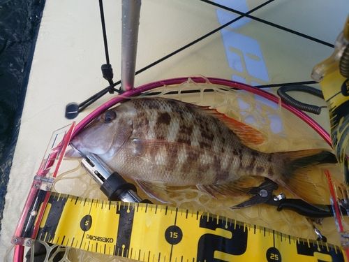 フエフキダイの釣果